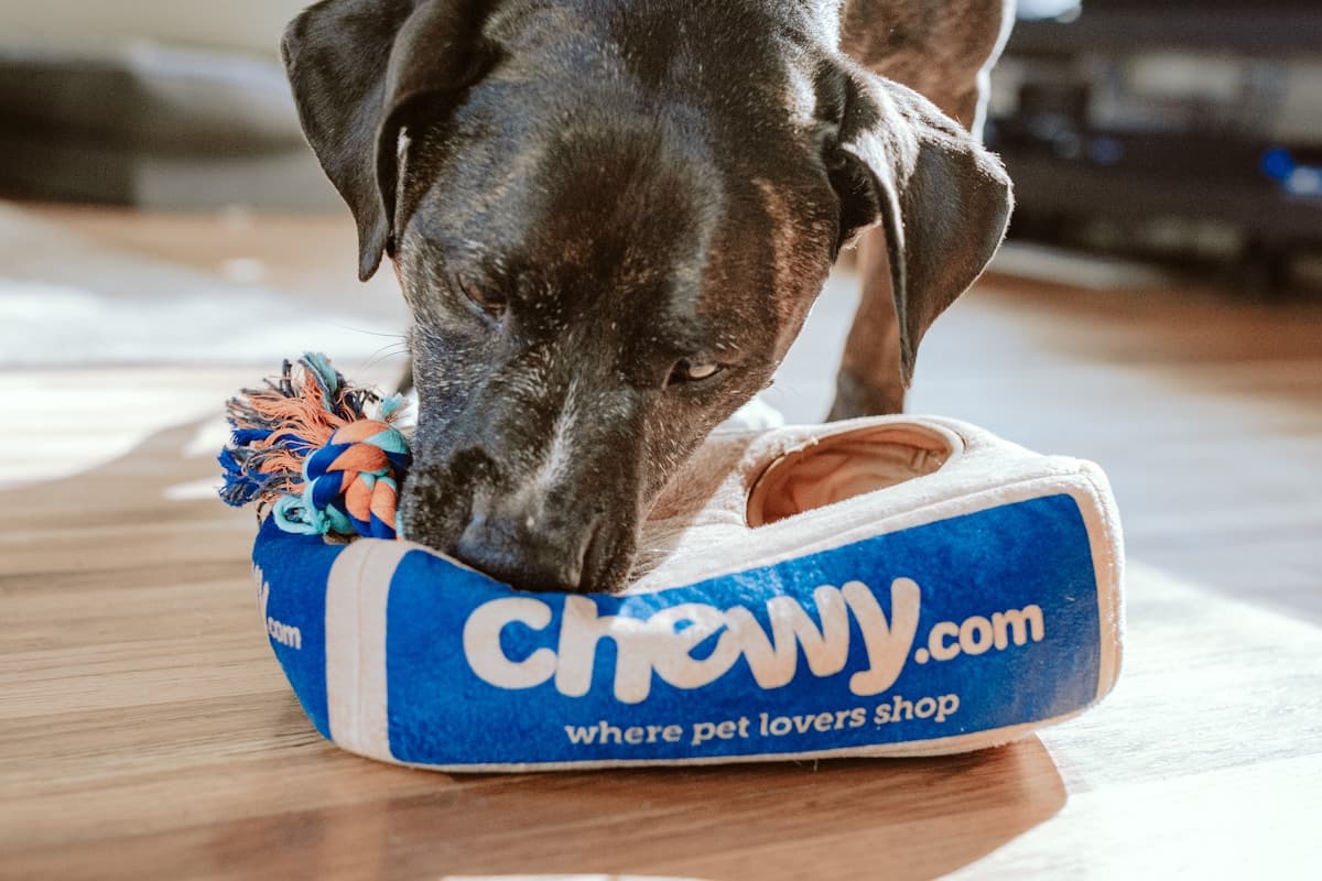 فنادق الحيوانات الأليفة والإيواء